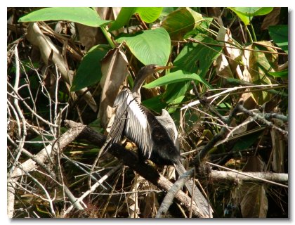 Marco Island (56)